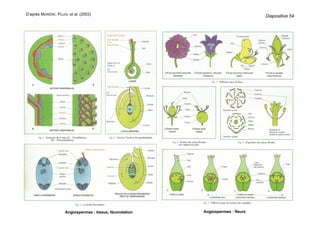 D’après MORÈRE, PUJOL et al. (2003)
Angiospermes : tissus, fécondation Angiospermes : fleurs
Diapositive 54
 