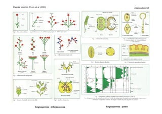 D’après MORÈRE, PUJOL et al. (2003)
Angiospermes : inflorescences Angiospermes : pollen
Diapositive 55
 