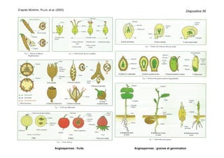 D’après MORÈRE, PUJOL et al. (2003)
Angiospermes : fruits Angiospermes : graines et germination
Diapositive 56
 