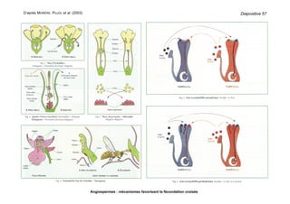 D’après MORÈRE, PUJOL et al. (2003)
Angiospermes : mécanismes favorisant la fécondation croisée
Diapositive 57
 