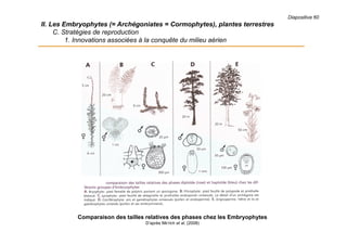 Diapositive 60
II. Les Embryophytes (= Archégoniates = Cormophytes), plantes terrestres
C. Stratégies de reproduction
1. Innovations associées à la conquête du milieu aérien
Comparaison des tailles relatives des phases chez les Embryophytes
D’après MEYER et al. (2008)
 