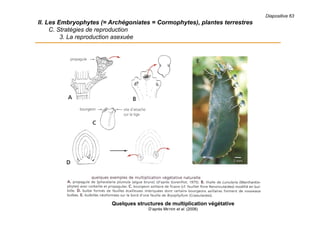 Diapositive 63
II. Les Embryophytes (= Archégoniates = Cormophytes), plantes terrestres
C. Stratégies de reproduction
3. La reproduction asexuée
Quelques structures de multiplication végétative
D’après MEYER et al. (2008)
 