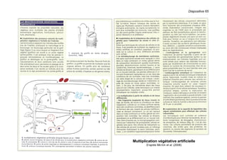 Diapositive 65
Multiplication végétative artificielle
D’après MEYER et al. (2008)
 