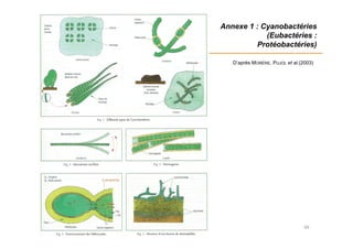 Annexe 1 : Cyanobactéries
(Eubactéries :
Protéobactéries)
66
D’après MORÈRE, PUJOL et al.(2003)
 