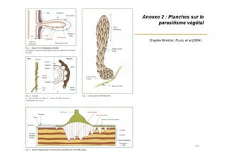 Annexe 2 : Planches sur le
parasitisme végétal
67
D’après MORÈRE, PUJOL et al.(2004)
 