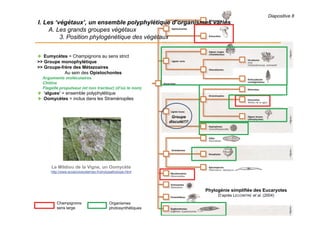 Diapositive 8
I. Les ‘végétaux’, un ensemble polyphylétique d’organismes variés
A. Les grands groupes végétaux
3. Position phylogénétique des végétaux
 Eumycètes = Champignons au sens strict
>> Groupe monophylétique
>> Groupe-frère des Métazoaires
Au sein des Opistochontes
Arguments moléculaires
Chitine
Flagelle propulseur (et non tracteur) (d’où le nom)
 ‘algues’ = ensemble polyphylétique
 Oomycètes = inclus dans les Straménopiles
Phylogénie simplifiée des Eucaryotes
D’après LECOINTRE et al. (2004)
Champignons
sens large
Organismes
photosynthétiques
Le Mildiou de la Vigne, un Oomycète
http://www.ecosociosystemes.fr/phytopathologie.html
Groupe
discuté!!!!
 