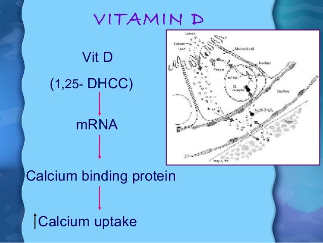 infants for requirement vit d phosphorus /dental metab Ca courses infants for requirement vit d phosphorus /dental metab Ca courses