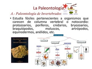 • Estudia fósiles pertenecientes a organismos que
carecen de columna vertebral o notocordio:
protozoarios, poríferos, cnidarios, bryozoarios,
braquiópodos, moluscos, artrópodos,
equinodermos, anélidos, etc.
La Paleontología:
A.- Paleontología de Invertebrados
 