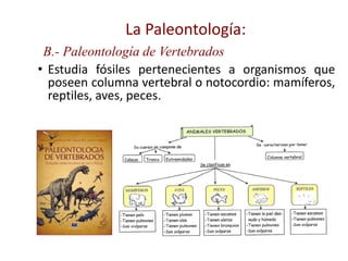 • Estudia fósiles pertenecientes a organismos que
poseen columna vertebral o notocordio: mamíferos,
reptiles, aves, peces.
La Paleontología:
B.- Paleontología de Vertebrados
 