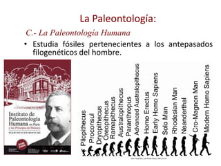 • Estudia fósiles pertenecientes a los antepasados
filogenéticos del hombre.
La Paleontología:
C.- La Paleontología Humana
 
