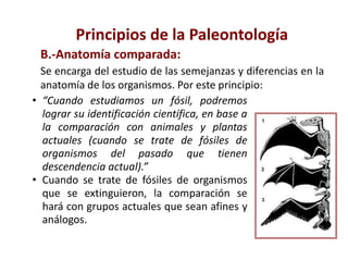 • “Cuando estudiamos un fósil, podremos
lograr su identificación científica, en base a
la comparación con animales y plantas
actuales (cuando se trate de fósiles de
organismos del pasado que tienen
descendencia actual).”
• Cuando se trate de fósiles de organismos
que se extinguieron, la comparación se
hará con grupos actuales que sean afines y
análogos.
Principios de la Paleontología
B.-Anatomía comparada:
Se encarga del estudio de las semejanzas y diferencias en la
anatomía de los organismos. Por este principio:
 