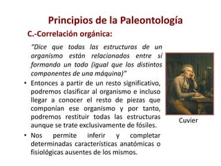 • Entonces a partir de un resto significativo,
podremos clasificar al organismo e incluso
llegar a conocer el resto de piezas que
componían ese organismo y por tanto,
podremos restituir todas las estructuras
aunque se trate exclusivamente de fósiles.
• Nos permite inferir y completar
determinadas características anatómicas o
fisiológicas ausentes de los mismos.
Cuvier
Principios de la Paleontología
C.-Correlación orgánica:
“Dice que todas las estructuras de un
organismo están relacionados entre sí
formando un todo (igual que los distintos
componentes de una máquina)”
 