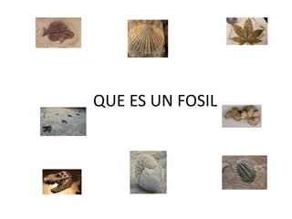 QUE ES UN FOSIL
 