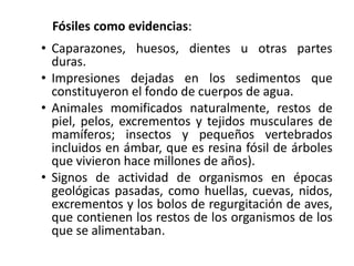 • Caparazones, huesos, dientes u otras partes
duras.
• Impresiones dejadas en los sedimentos que
constituyeron el fondo de cuerpos de agua.
• Animales momificados naturalmente, restos de
piel, pelos, excrementos y tejidos musculares de
mamíferos; insectos y pequeños vertebrados
incluidos en ámbar, que es resina fósil de árboles
que vivieron hace millones de años).
• Signos de actividad de organismos en épocas
geológicas pasadas, como huellas, cuevas, nidos,
excrementos y los bolos de regurgitación de aves,
que contienen los restos de los organismos de los
que se alimentaban.
Fósiles como evidencias:
 