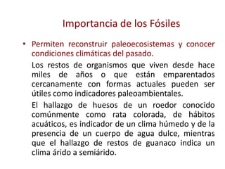 Importancia de los Fósiles
• Permiten reconstruir paleoecosistemas y conocer
condiciones climáticas del pasado.
Los restos de organismos que viven desde hace
miles de años o que están emparentados
cercanamente con formas actuales pueden ser
útiles como indicadores paleoambientales.
El hallazgo de huesos de un roedor conocido
comúnmente como rata colorada, de hábitos
acuáticos, es indicador de un clima húmedo y de la
presencia de un cuerpo de agua dulce, mientras
que el hallazgo de restos de guanaco indica un
clima árido a semiárido.
 