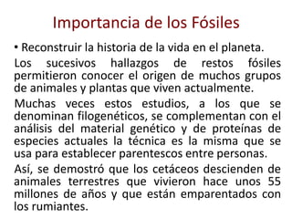• Reconstruir la historia de la vida en el planeta.
Los sucesivos hallazgos de restos fósiles
permitieron conocer el origen de muchos grupos
de animales y plantas que viven actualmente.
Muchas veces estos estudios, a los que se
denominan filogenéticos, se complementan con el
análisis del material genético y de proteínas de
especies actuales la técnica es la misma que se
usa para establecer parentescos entre personas.
Así, se demostró que los cetáceos descienden de
animales terrestres que vivieron hace unos 55
millones de años y que están emparentados con
los rumiantes.
Importancia de los Fósiles
 