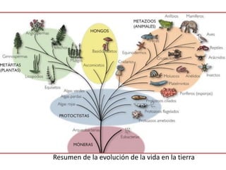 Resumen de la evolución de la vida en la tierra
 