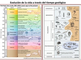 Evolución de la vida a través del tiempo geológico
 