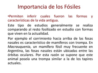 •Permiten inferir cuales fueron las formas y
características de la vida antigua.
Este tipo de estudios generalmente se realiza
comparando al resto fosilizado en estudio con formas
que viven en la actualidad.
Por ejemplo el corrimiento hacia arriba de las fosas
nasales es característico de mamíferos con trompa. En
Macrauquenia, un mamífero fósil muy frecuente en
Argentina, las fosas nasales están ubicadas entre las
órbitas oculares. Por esta razón se supone que este
animal poseía una trompa similar a la de los tapires
actuales.
Importancia de los Fósiles
 