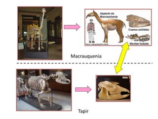Macrauquenia
Tapir
 