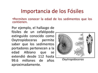 Importancia de los Fósiles
•Permiten conocer la edad de los sedimentos que los
contienen.
Por ejemplo, el hallazgo de
fósiles de un cefalópodo
extinguido conocido como
Oxytropidoceras permite
saber que los sedimentos
portadores pertenecen a la
edad Albiano que se
extendió desde 112 hasta
99.6 millones de años
aproximadamente.
Oxytropidoceras
 