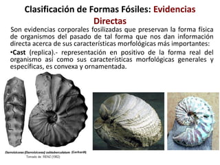 Clasificación de Formas Fósiles: Evidencias
Directas
Son evidencias corporales fosilizadas que preservan la forma física
de organismos del pasado de tal forma que nos dan información
directa acerca de sus características morfológicas más importantes:
•Cast (replica).- representación en positivo de la forma real del
organismo así como sus características morfológicas generales y
específicas, es convexa y ornamentada.
 