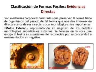Clasificación de Formas Fósiles: Evidencias
Directas
Son evidencias corporales fosilizadas que preservan la forma física
de organismos del pasado de tal forma que nos dan información
directa acerca de sus características morfológicas más importantes:
•Molde Externo.- representación en negativo de los detalles
morfológicos superficiales externos. Se forman en la roca que
encaja el fósil y es esencialmente reconocida por su concavidad y
ornamentación en negativo.
molde externo
cast
molde externo
 