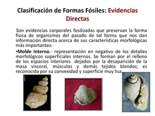 Clasificación de Formas Fósiles: Evidencias
Directas
Son evidencias corporales fosilizadas que preservan la forma
física de organismos del pasado de tal forma que nos dan
información directa acerca de sus características morfológicas
más importantes:
•Molde Interno.- representación en negativo de los detalles
morfológicos superficiales internos. Se forman por el relleno
de los espacios interiores dejados por la desaparición de la
masa visceral, músculos y demás tejidos blandos; es
reconocida por su convexidad y superficie muy lisa.
 