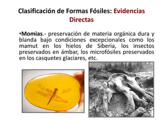 Clasificación de Formas Fósiles: Evidencias
Directas
•Momias.- preservación de materia orgánica dura y
blanda bajo condiciones excepcionales como los
mamut en los hielos de Siberia, los insectos
preservados en ámbar, los microfósiles preservados
en los casquetes glaciares, etc.
 