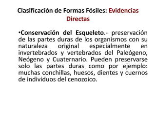Clasificación de Formas Fósiles: Evidencias
Directas
•Conservación del Esqueleto.- preservación
de las partes duras de los organismos con su
naturaleza original especialmente en
invertebrados y vertebrados del Paleógeno,
Neógeno y Cuaternario. Pueden preservarse
solo las partes duras como por ejemplo:
muchas conchillas, huesos, dientes y cuernos
de individuos del cenozoico.
 
