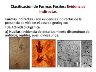 Clasificación de Formas Fósiles: Evidencias
Indirectas
Formas Indirectas.- son evidencias indirectas de la
presencia de vida en el pasado geológico:
•De Actividad Orgánica
a) Huellas: evidencia de desplazamiento discontinuo de
anfibios, reptiles, aves, dinosaurios.
 