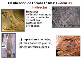 Clasificación de Formas Fósiles: Evidencias
Indirectas
b) Rastros:
evidencias continuas
de desplazamiento
de anélidos,
gasterópodos,
artrópodos.
De trilobites
De gasterópodos
c) Impresiones de hojas,
plumas, tallos de plantas,
placas dérmicas, peces.
 