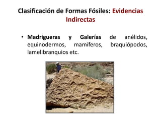 Clasificación de Formas Fósiles: Evidencias
Indirectas
• Madrigueras y Galerías de anélidos,
equinodermos, mamíferos, braquiópodos,
lamelibranquios etc.
 