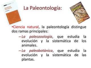 •Ciencia natural, la paleontología distingue
dos ramas principales:
–La paleozoología, que estudia la
evolución y la sistemática de los
animales.
–La paleobotánica, que estudia la
evolución y la sistemática de las
plantas.
La Paleontología:
 