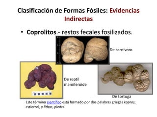 Clasificación de Formas Fósiles: Evidencias
Indirectas
• Coprolitos.- restos fecales fosilizados.
De reptil
mamiferoide
De tortuga
Este término científico está formado por dos palabras griegas kopros,
estiercol, y lithos, piedra.
De carnívoro
 