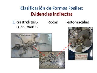 Psitacosaurus
Clasificación de Formas Fósiles:
Evidencias Indirectas
Gastrolitos.- Rocas estomacales
conservadas
 