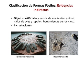 Clasificación de Formas Fósiles: Evidencias
Indirectas
• Objetos artificiales.- restos de confección animal:
nidos de aves y reptiles, herramientas de roca, etc.
• Incrustaciones
Nido de dinosaurio Hoja incrustada
 