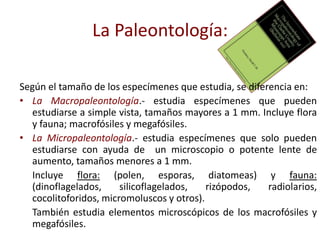 La Paleontología:
Según el tamaño de los especímenes que estudia, se diferencia en:
• La Macropaleontología.- estudia especímenes que pueden
estudiarse a simple vista, tamaños mayores a 1 mm. Incluye flora
y fauna; macrofósiles y megafósiles.
• La Micropaleontología.- estudia especímenes que solo pueden
estudiarse con ayuda de un microscopio o potente lente de
aumento, tamaños menores a 1 mm.
Incluye flora: (polen, esporas, diatomeas) y fauna:
(dinoflagelados, silicoflagelados, rizópodos, radiolarios,
cocolitoforidos, micromoluscos y otros).
También estudia elementos microscópicos de los macrofósiles y
megafósiles.
 