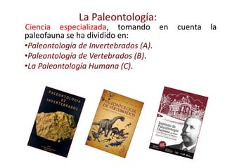 Ciencia especializada, tomando en cuenta la
paleofauna se ha dividido en:
•Paleontología de Invertebrados (A).
•Paleontología de Vertebrados (B).
•La Paleontología Humana (C).
La Paleontología:
 