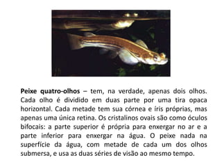 Peixe quatro-olhos – tem, na verdade, apenas dois olhos.
Cada olho é dividido em duas parte por uma tira opaca
horizontal. Cada metade tem sua córnea e íris próprias, mas
apenas uma única retina. Os cristalinos ovais são como óculos
bifocais: a parte superior é própria para enxergar no ar e a
parte inferior para enxergar na água. O peixe nada na
superfície da água, com metade de cada um dos olhos
submersa, e usa as duas séries de visão ao mesmo tempo.

 