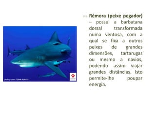 

Rémora (peixe pegador)
– possui a barbatana
dorsal
transformada
numa ventosa, com a
qual se fixa a outros
peixes
de
gra...