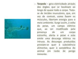 

Torpedo – gera eletricidade através
dos órgãos que se localizam ao
longo de quase todo o corpo. Tratase de tecidos musc...