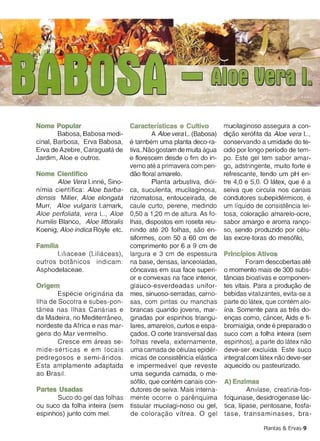 Nome Popular                    Caracterlsticas e Cultivo           mucilaginoso assegura a con­
        Babosa, Babosa medi­             A Aloe vera L. (Babosa)    dicao xer6fita da Aloe vera L.,
cinal, Barbosa, Erva Babosa,    e tarnbern uma planta deco-ra­      conservando a umidade do te­
Erva de Azebre, Caraquata de    tiva..Nao gostam de muita aqua      cido por lange perfodo de tem­
Jardim, Aloe e outros.          e florescem desde 0 fim do in­      po. Este gel tem sabor amar­
                                verno ate a primavera com pen­      go, adstringente, muito forte e
Nome Cientifico                 dao floral amarelo.                 refrescante, tendo um pH en­
        Aloe Vera Linne, Sino­           Planta arbustiva, di6 i­   tre 4,0 e 5,0. 0 latex, que e a
nfrnia cientffica: Aloe barba­ ca, suculenta, mucilaginosa,         seiva que circula nos canais
densis Miller, Aloe elongata rizomatosa, entouceirada, de           condutores subepidermicos , e
Murr, Aloe vulgaris Lamark, caule curto, perene, medindo            um liquido de consistencia lei­
Aloe perfoliata, vera L., Aloe 0,50 a 1,20 m de altura . As to­     tosa, coloracao arnarelo-ocre
humilis Blanco, Aloe littoralis Ihas, dispostos em roseta reu­      sabor amargo e aroma ranee­
Koenig, Aloe indica Royle etc. nindo ate 20 folhas, sao en­         so, sendo produzido por celu­
                                siformes, com 50 a 60 cm de         las excre-toras do mes6filo,
Familia                         comprimento por 6 a 9 cm de
        Lil iaceae (Liliaceas), largura e 3 cm de espessura         Princlpios Ativos
outros botanicos indicam : na base , densas, lanceoladas,                    Foram descobertas ate
Asphodelaceae.                  c6ncavas em sua face superi­        o momenta mais de 300 subs­
                                or e convexas na face interior,     tancias bioativas e componen­
Origem                          glauco-esverdeadas unifor­          tes vitais. Para a producao de
        Especie oriqinaria da mes , sinuoso-serradas, carno­        bebidas vitalizantes, evita-se a
IIha de Socotra e subes-pon­ sas, com pintas ou manchas             parte do latex , que contern alo­
tanea nas Ilhas Canarias e brancas quando jovens, mar­              Ina. Somente para as tres do­
da Madeira, no Mediterraneo , ginadas por espinhos triangu­         encas como, cancer, Aids e fi­
nordeste da Africa e nas mar­ lares, amarelos, curtos e espa­       bromialgia, onde e preparado 0
gens do Mar vermelho.           cades. 0 corte transversal das      suco com a folha inteira (sem
        Cresce em areas se­ folhas revela , externamente ,          espinhos), a parte do latex nao
mide-serticas e em locais uma camada de celulas spider­             deve-ser exclu fda . Este suco
pedregosos e semi-aridos. micas de conslstencia elastica            integral com latex nao deve-se
Esta amplamente adaptada e irnperrneavel que reveste                aquecido ou pasteurizado.
ao Brasil .                     uma segunda camada, 0 me­
                                s6filo, que contern canais con ­    A) Enzimas
Partes Usadas                   dutores de seiva. Mais interna­              Aniilase, creatina-fos
        Suco do gel das folhas mente ocorre 0 parenquirna           foquinase, desidrogenase lac­
ou suco da folha inteira (sem tissular mucilagi-noso ou gel ,       tica, lipase, pentosane, fosfa­
espinhos) junto com mel.        de coloracao vltrea. 0 gel          tase, transaminases, bra-

                                                                                   Plantas & Ervas-9
 