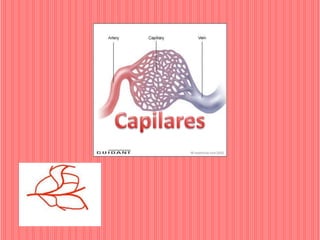 Capilares | PPTX