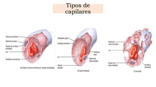 tipos de capilares y venulas en el cuerpo humano | PPTX