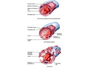Capillaries | PPTX