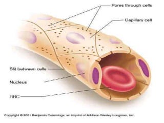 Capillaries | PPTX