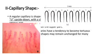 II-Capillary Shape:-
• A regular capillary is shaped like a hair pin or like the English letter
“U” upside-down, with a slimmer arterial arm, an upper part, and a
venous arm.
• The venous arm is larger than the upper part.
• Although individual’s capillaries have a tendency to become tortuous
and dilated with age, their shapes may remain unchanged for many
years.
 