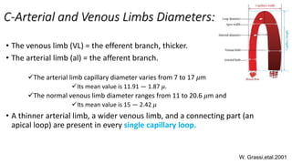 C-Arterial and Venous Limbs Diameters:
• The venous limb (VL) = the efferent branch, thicker.
• The arterial limb (al) = the afferent branch.
The arterial limb capillary diameter varies from 7 to 17 𝜇m
Its mean value is 11.91 ― 1.87 𝜇.
The normal venous limb diameter ranges from 11 to 20.6 𝜇m and
Its mean value is 15 ― 2.42 𝜇
• A thinner arterial limb, a wider venous limb, and a connecting part (an
apical loop) are present in every single capillary loop.
W. Grassi,etal.2001
 