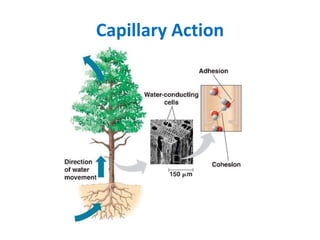 Capillary Action